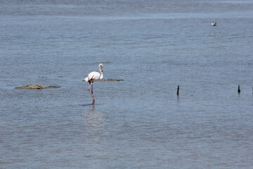 flamencos del delta del Ebro en libertad