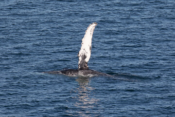 Humpback Whale waving it's pectoral fin, Loreto in Baja California, Mexico