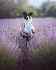 black and white border collie jumping in a purple lavender field