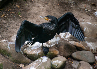 Cormorant with wings spread. Phalacrocorax carbo