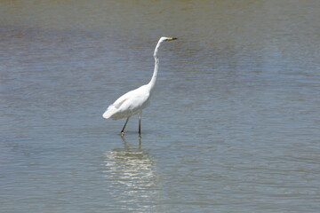 garza blanca con pico amarillo y negro