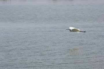 garza blanca con pico amarillo y negro