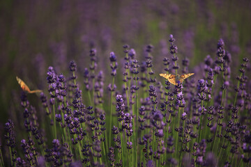 Obraz premium brown butterfly on purple lavender flowers at sunrise