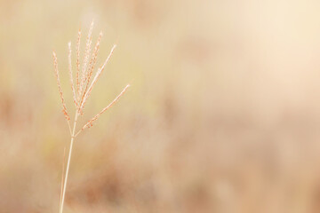 Fototapeta premium Wild autumn plant herbs in sunshine chocolate tone