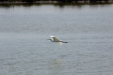 garza blanca con pico amarillo y negro