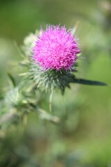 Blüte einer Kratzdistel im Sonnenlicht