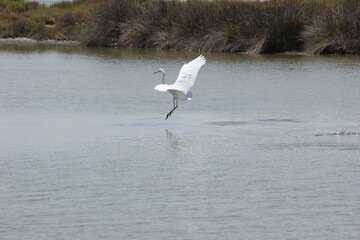 garza blanca con pico amarillo y negro