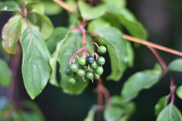 Hartriegel (Cornus) - unreife Früchte