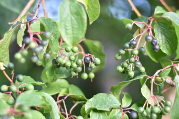Hartriegel (Cornus) - unreife Früchte
