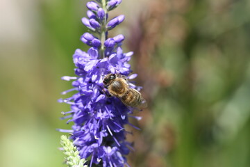 Ähriger Ehrenpreiß