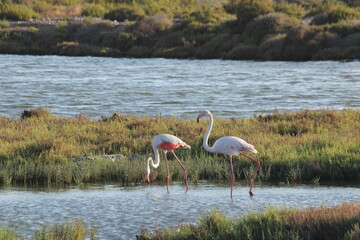 flamencos en un humedal