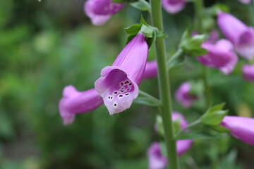 
Delicate pink bells bloom in the summer garden