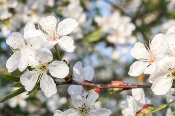 Branches of blossoming apricot macro with soft focus on gentle light blue sky background. For easter and spring greeting cards with beautiful floral spring abstract background of nature