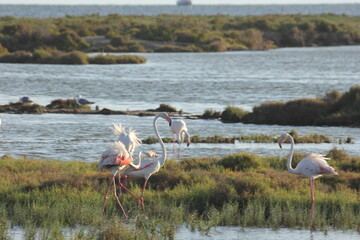 flamencos del delta del Ebro en libertad