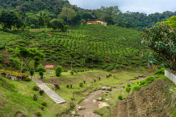 Landscape of hills with green tea fields and mountain river. Pure green nature.