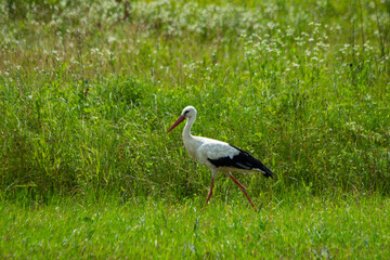 
stork standing in a field on the grass