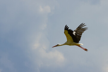 Obraz premium stork flies in the sky