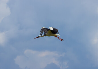 
stork flies in the sky