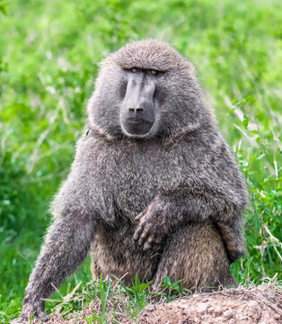 baboon sitting on the ground