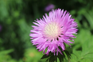 Fototapeta premium Cornflower garden pink blooms on a summer sunny day