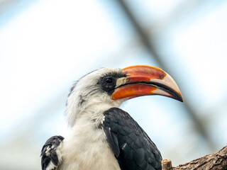 Small species of white toucan with black wings, orange beak