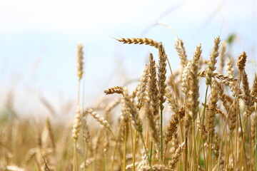 Wheat field, yellow ears of wheat, rye, barley and other cereals. Background of blue sky and western sun in a rural meadow. Wildflowers.
The concept of a good harvest.