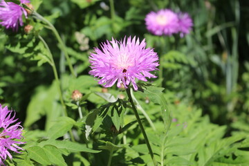 
Cornflower garden pink blooms on a summer sunny day