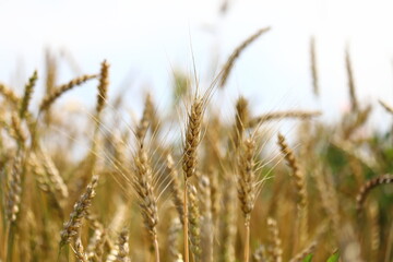 Wheat field, yellow ears of wheat, rye, barley and other cereals. Background of blue sky and western sun in a rural meadow. Wildflowers.
The concept of a good harvest.