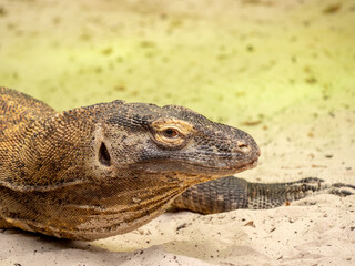 Komodo Dragon - Komodo Monitor Lizard