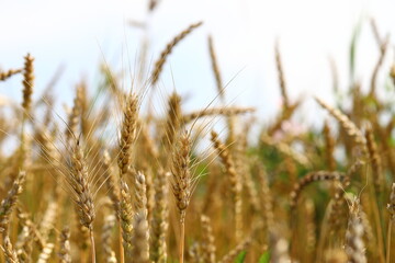 Wheat field, yellow ears of wheat, rye, barley and other cereals. Background of blue sky and western sun in a rural meadow. Wildflowers.
The concept of a good harvest.