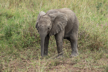 Fototapeta premium Baby elephant in the grass