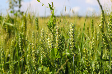Obraz premium Wheat field, yellow ears of wheat, rye, barley and other cereals. Background of blue sky and western sun in a rural meadow. Wildflowers. The concept of a good harvest.