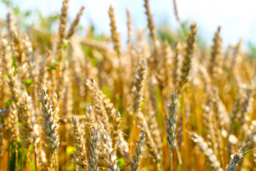 Wheat field, yellow ears of wheat, rye, barley and other cereals. Background of blue sky and western sun in a rural meadow. Wildflowers.
The concept of a good harvest.