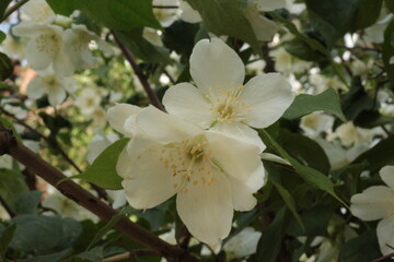 Obraz na płótnie Canvas Delicate white flowers bloom on the jasmine bush