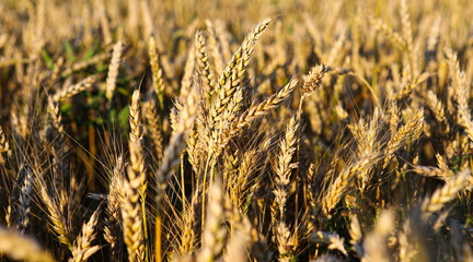 Fototapeta premium Wheat field, yellow ears of wheat, rye, barley and other cereals. Background of blue sky and western sun in a rural meadow. Wildflowers. The concept of a good harvest.