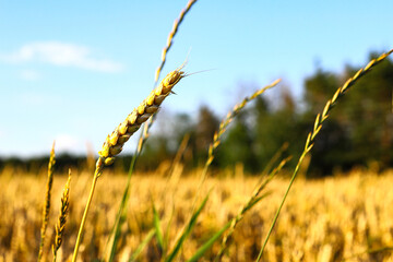 Wheat field, yellow ears of wheat, rye, barley and other cereals. Background of blue sky and western sun in a rural meadow. Wildflowers.
The concept of a good harvest.