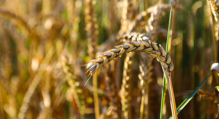 Wheat field, yellow ears of wheat, rye, barley and other cereals. Background of blue sky and western sun in a rural meadow. Wildflowers.
The concept of a good harvest.