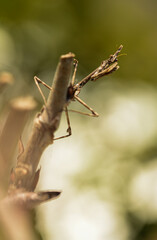 Macro praying mantis with bokeh and backlight for wallpaper