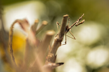 Macro praying mantis with bokeh and backlight for wallpaper