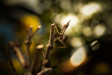 Macro praying mantis with bokeh and backlight for wallpaper