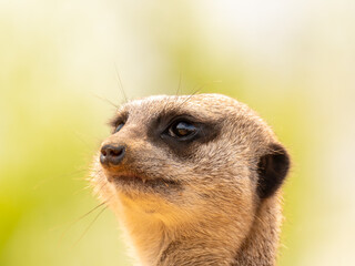 Close-up on a meerkat taking the place of sentry - animal portrait