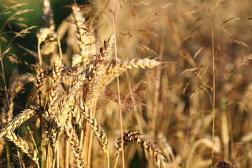 Wheat field, yellow ears of wheat, rye, barley and other cereals. Background of blue sky and...