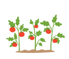 Cartoon vector illustration of bushes of tomato growing in soil.
