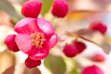 Fototapeta na wymiar Twig with pink flowers close up