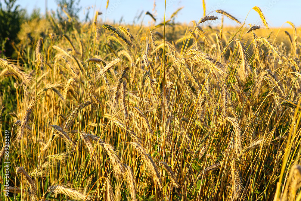 Wall mural wheat field, yellow ears of wheat, rye, barley and other cereals. background of blue sky and western