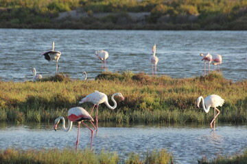 Flamencos del delta del ebro