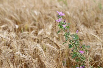 Wheat field, yellow ears of wheat, rye, barley and other cereals. Background of blue sky and western sun in a rural meadow. Wildflowers.
The concept of a good harvest.