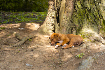 The puppy sleeps on the roots of a tree.