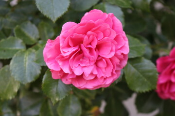 Bright pink flowers blooming on a rose bush in the summer garden. 