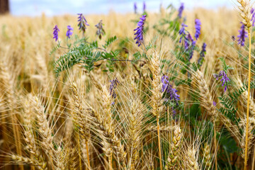 Fototapeta premium Wheat field, yellow ears of wheat, rye, barley and other cereals. Background of blue sky and western sun in a rural meadow. Wildflowers. The concept of a good harvest.